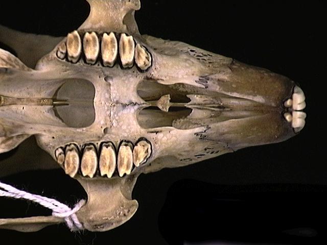 Craniata