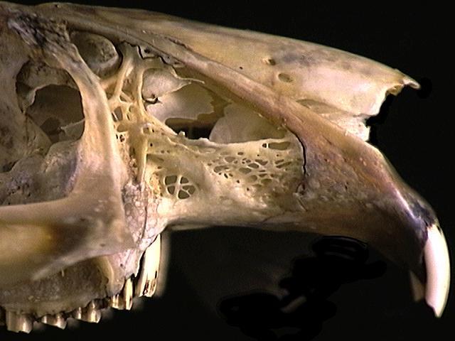 Craniata