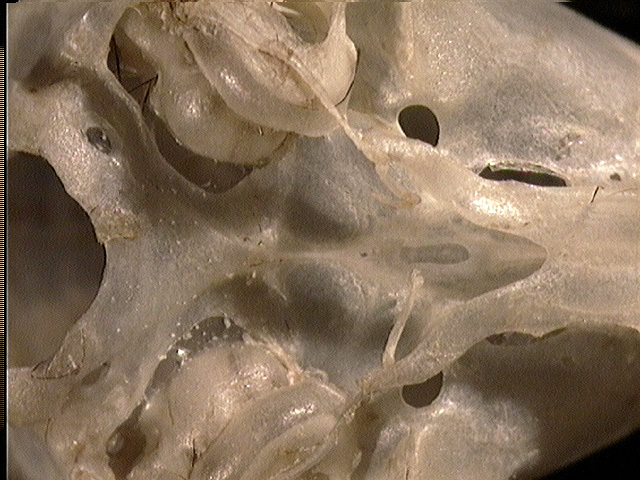 Gnathostomata