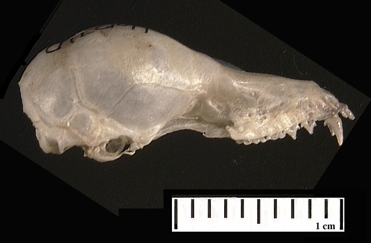 Vertebrata