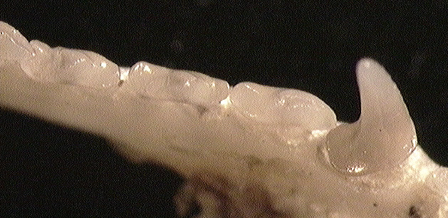 Craniata