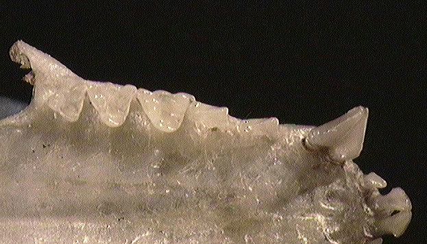 Deuterostomia