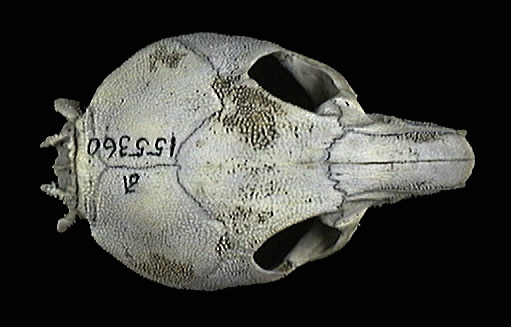 Craniata