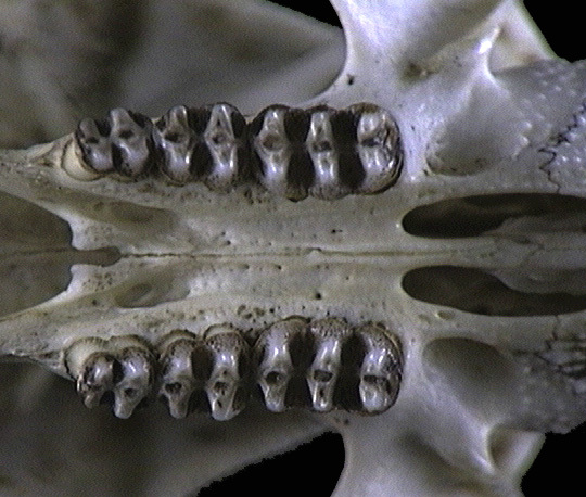 Craniata