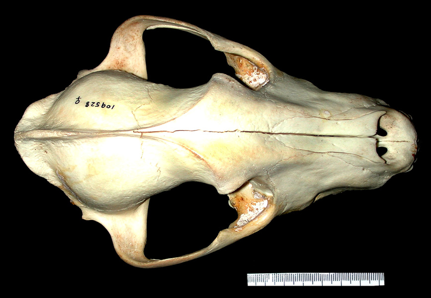 lycaondorsal