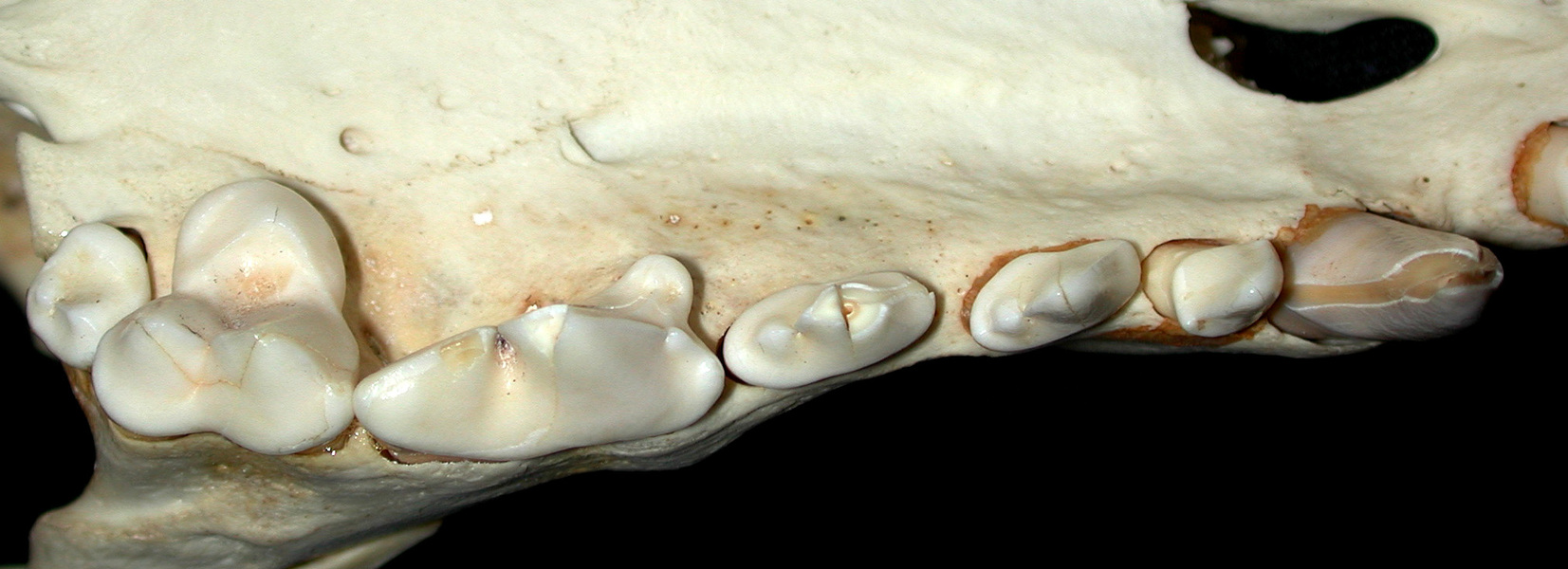 Craniata