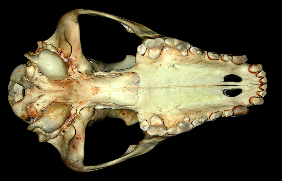 Deuterostomia