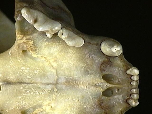 Vertebrata