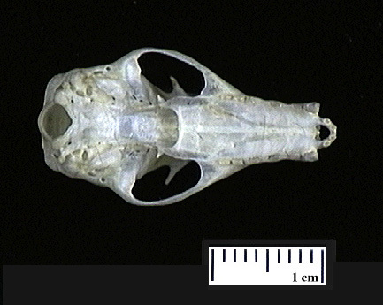 Pteropodidae