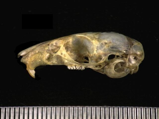 Craniata