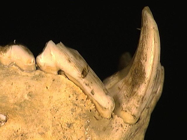 Vertebrata