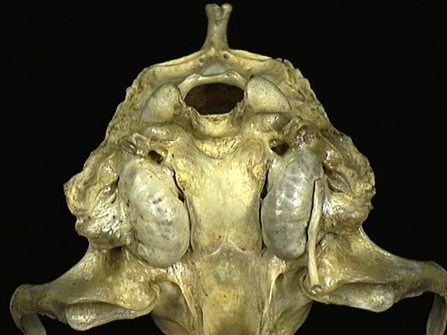 Craniata