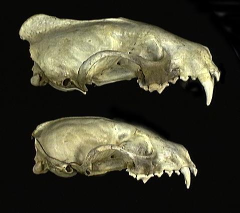 Craniata