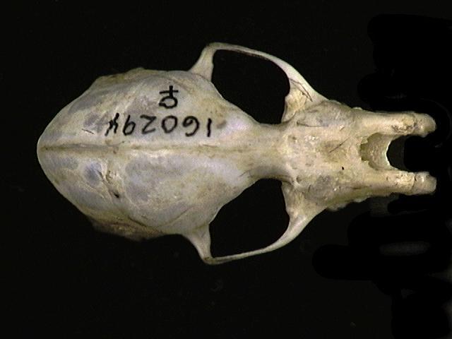 Megadermatidae