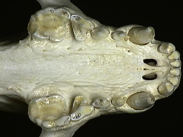 Craniata