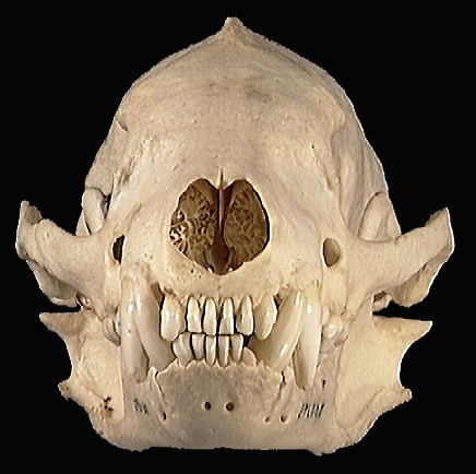 Craniata