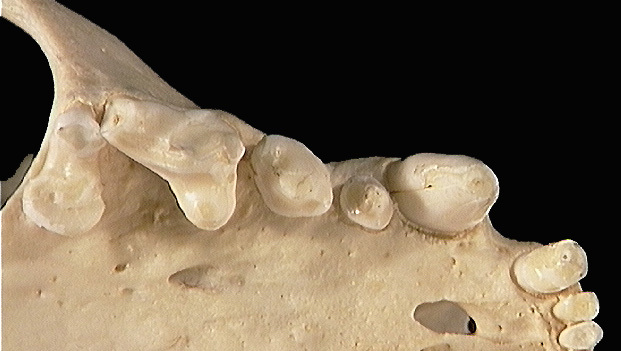 Mellivora capensis