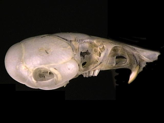 Microdipodops pallidus