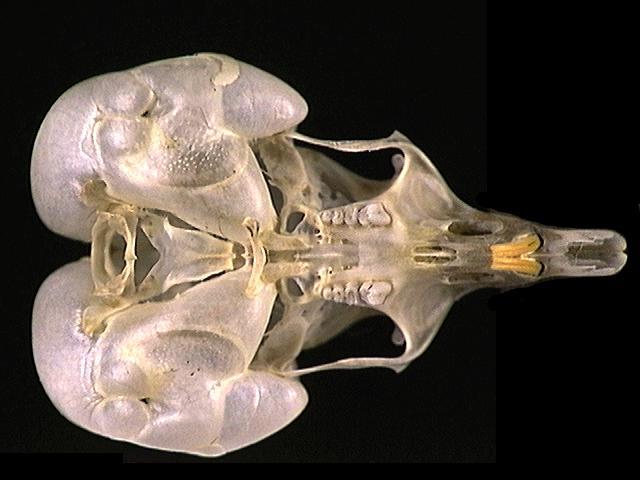 Craniata