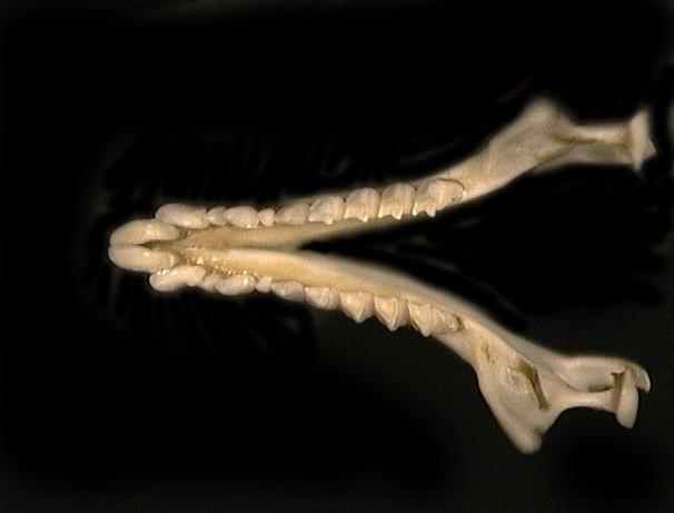 Craniata