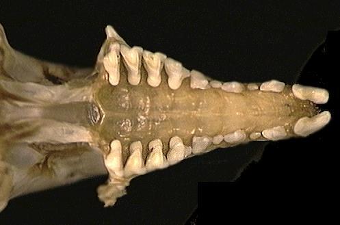 Vertebrata