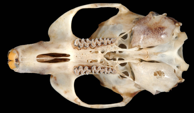 Craniata