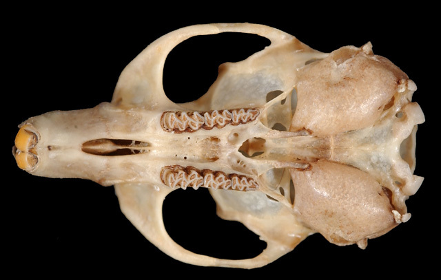 Craniata