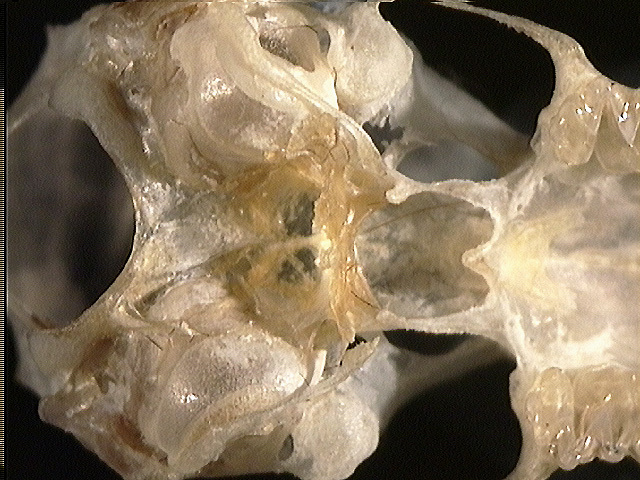 Craniata