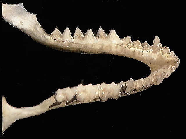 Vertebrata