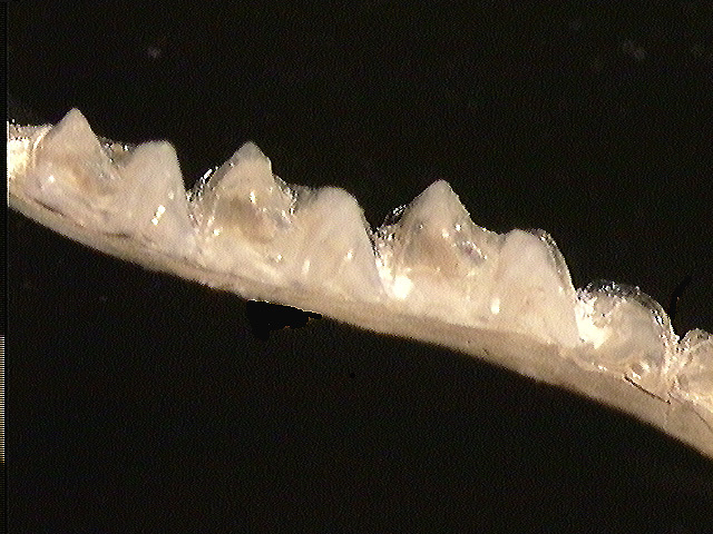 Vertebrata