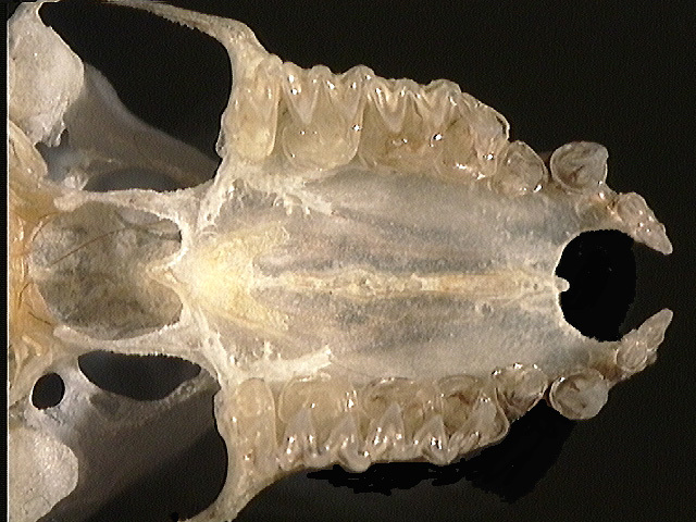 Deuterostomia