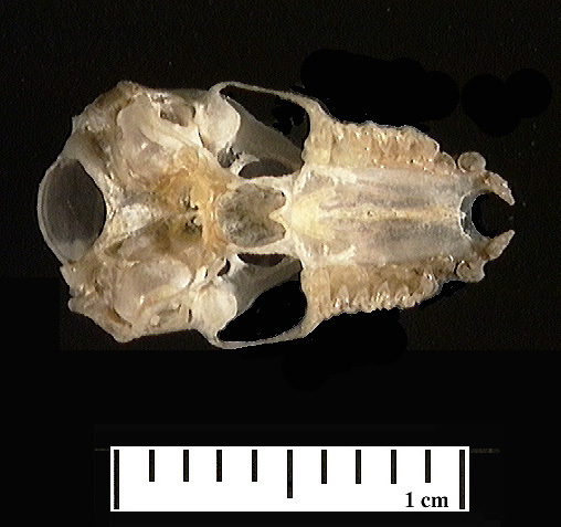 Euteleostomi