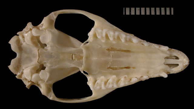 Deuterostomia