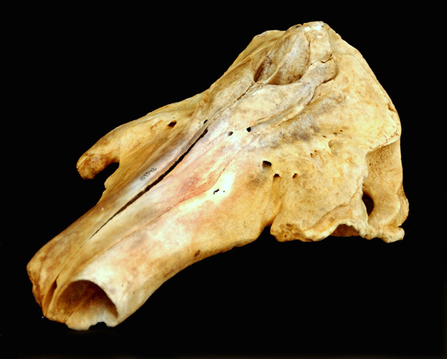 Vertebrata