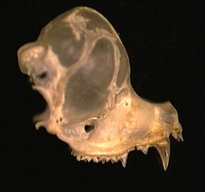 Deuterostomia