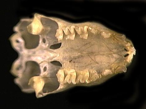 Eumetazoa