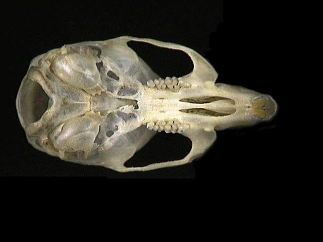 Eumetazoa