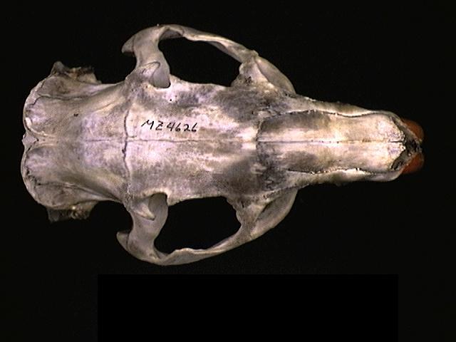 Deuterostomia