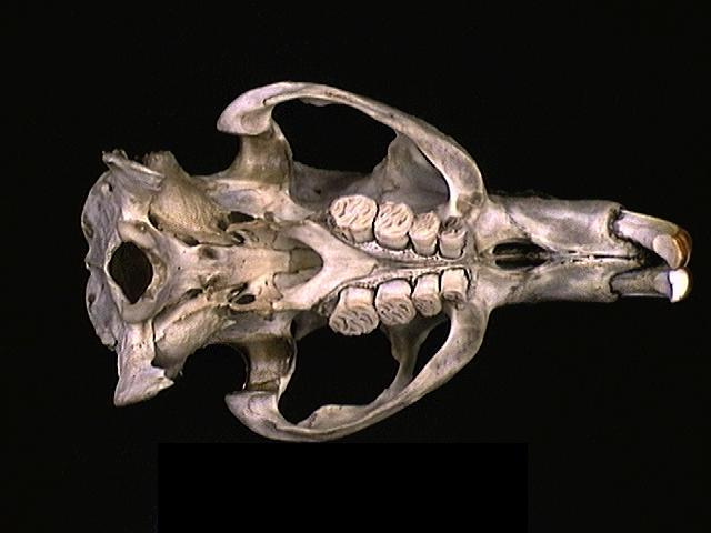 Eumetazoa