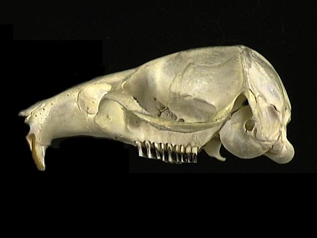 Craniata