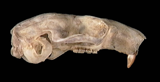 Sciuromorpha