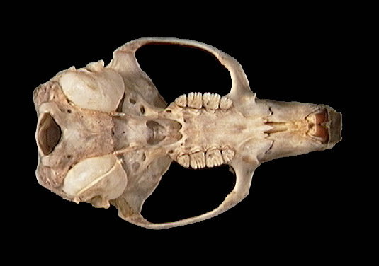 umnh341581.ventral