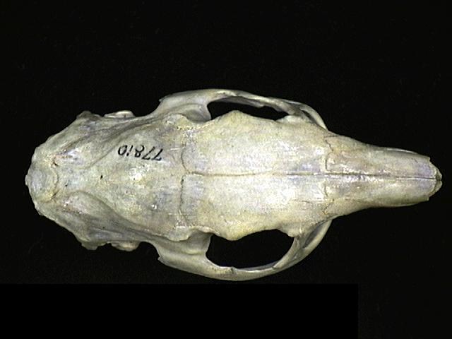 Vertebrata