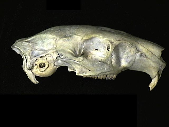 Craniata