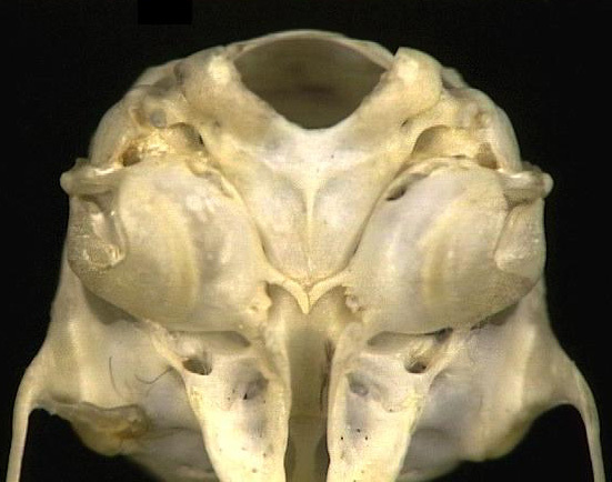 Nesomyidae