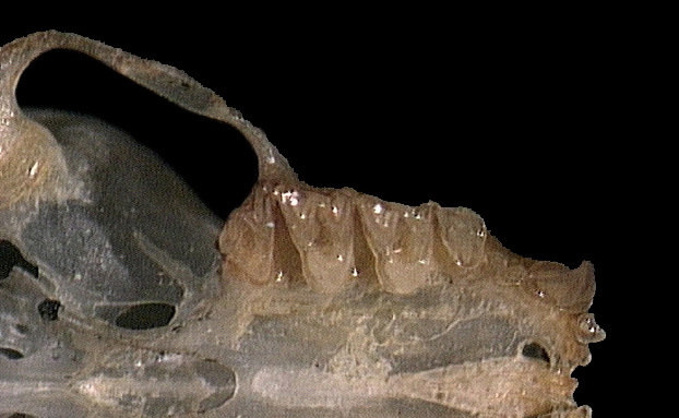 Deuterostomia