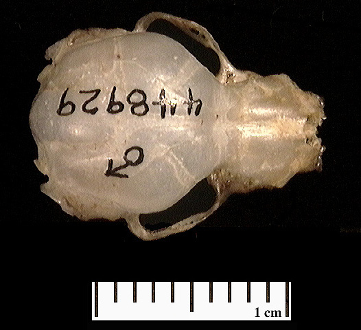 Deuterostomia