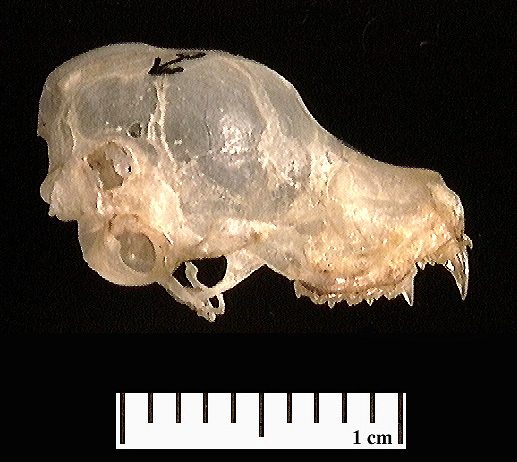 umnh448929.lateral