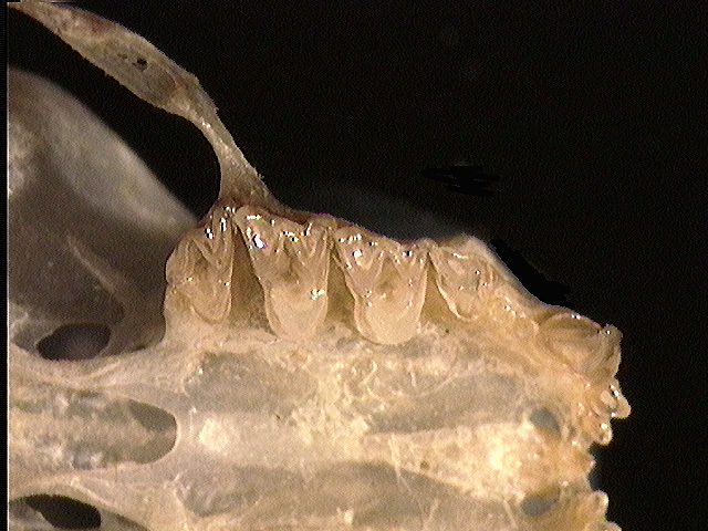 Vertebrata