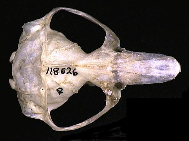 Vertebrata